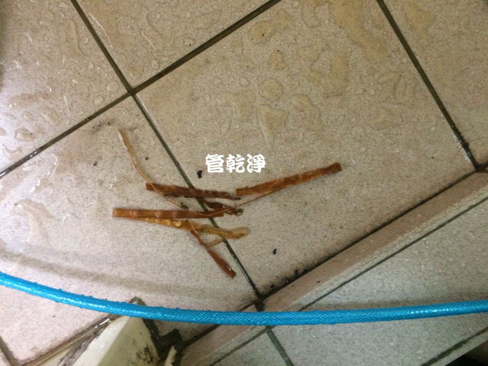 水管流出海帶? (新竹 東區 民亨街 清洗水管 )